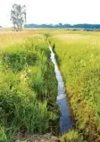  ?? Archivfoto: Alice Lauria ?? Einer von vielen Gräben zwischen Tödtenried und Sielenbach, an dem sich wieder mehr Blumen und Insekten ansiedeln. Aichach-Friedberg