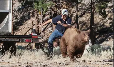  ?? (File Photo/AP/Nevada Department of Wildlife/John Axtell) ?? Carl Lackey, a longtime Nevada Department of Wildlife biologist, and a dog named Rooster chase after a California black bear Aug. 9, 2013, after it was captured and re-released to the wild in the Carson Range southwest of Carson City, Nev.