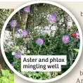  ?? ?? Aster and phlox mingling well