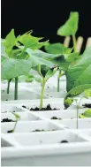  ?? DEAN FOSDICK/THE ASSOCIATED PRESS ?? Some vegetables can be grown indoors in winter if they have supplement­al lighting.