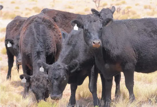  ?? GREG SORBER/JOURNAL ?? Jim Berlier says his rotational grazing system is what helped him stay profitable, despite drought, on his 10,000-acre San Pablo Ranch. Berlier, president of the New Mexico Associatio­n of Conservati­on Districts, says his healthy grasslands have also meant a return of wildlife to his operation near Encino.