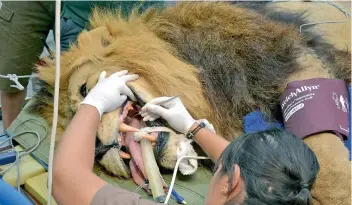  ?? PICTURE: REUTERS ?? MANDELA, an African lion, undergoes an annual check-up at Perth Zoo in Australia yesterday. During the check-up, it was discovered that Mandela had a dental infection and some broken teeth, and one tooth was extracted.