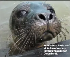  ??  ?? You can help ‘heal a seal’ at Ambrose Mooney’s in Courtown on Friday, December 15.