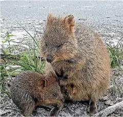  ?? LAURA BAKER/STUFF ?? Rottnest Island has enjoyed internatio­nal media attention in recent years thanks to the island’s adorable residents the quokka.