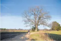  ?? LOUISE WHITE ?? Jeff Holland saunters by a huge white oak tree at Merkle.