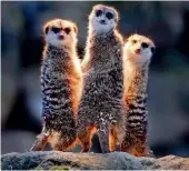  ?? — AFP ?? Meerkats chill under a heating lamp in their enclosure in the Opel zoo in Kronberg near Frankfurt, on Tuesday.