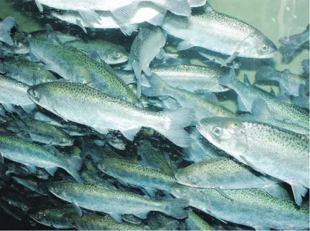  ??  ?? Chinook salmon remain in fresh water for up to 18 months before heading downstream.