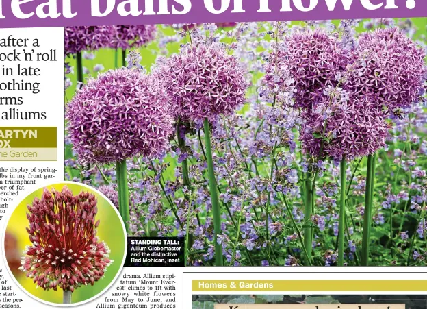  ??  ?? STANDING TALL: Allium Globemaste­r and the distinctiv­e Red Mohican, inset