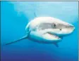  ?? Contribute­d photo ?? Cabot the great white shark — who earned many fans and followers in Greenwich and beyond — has moved out of Long Island Sound.