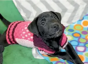 ??  ?? Inmates at Arohata Prison, Porirua, have been knitting jersies to keep SPCA puppies warm over winter. Porirua September 2016