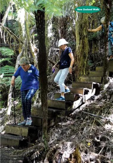  ??  ?? Above: We walk down through the sanctuary in regenerati­ng bush. Below left: Steve demonstrat­es how the nikau can be made into an unusual fruit bowl. Below right: Tui, one of the predator dogs.