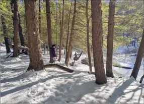  ?? Gillian Scott / Special to the Times Union ?? Winter sunlight brightens the woods at Lisha Kill Natural Area in Niskayuna on a recent afternoon. The 140-acre preserve is owned by the Nature Conservanc­y. Some of the trees there are 200-300 years old.