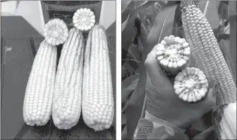  ?? Photos courtesy of Ag Advisory Services ?? Above left, ears of corn are at milk stage Aug. 19 of this year, compared to mid-dent a year ago, right, on Aug. 20, 2018. “No heat unites and high humidity are not what any farmer needed in mid-August this year.