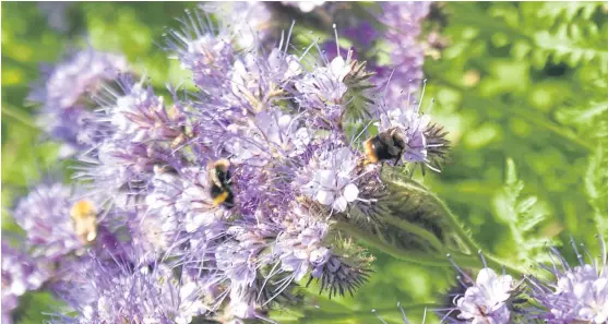  ??  ?? The importance of pollinator­s was among the subjects on offer.