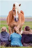  ?? Foto: dpa ?? Haflinger Pferde sind leicht zu erkennen. an ihrem Fell