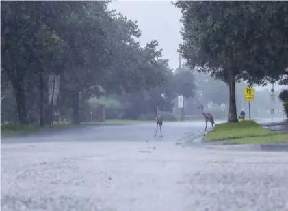  ?? ARIELLE BADER/TAMPA BAY TIMES VIA AP ?? Cranes cross the road Wednesday during a rainstorm from Tropical Storm Elsa in Westchase, Fla. The Tampa Bay area was spared major damage as Elsa stayed off shore as it passed by.