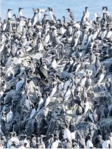  ??  ?? Disorienta­ted Bad weather has had profound effects on east coast seabirds such as guillemots pictured here on the Farne Islands