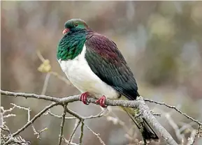  ?? NEIL FITZGERALD ?? Kereru are known as the gardeners of the skies.