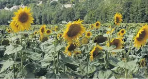  ?? PHOTOS: GILLIAN VINE ?? En masse . . . A field of sunflowers in France.