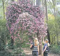  ?? FOTO: THOMAS SBIKOWSKI ?? Die Rhododendr­en im Hobbie-Park sind ein echter Blickfang und ziehen viele Besucher an.