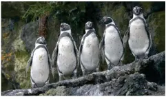  ??  ?? Hacia la derecha: Kayak en el Parque Pumalín, pingüinos de Puñihuil, Chiloé, un Martín Pescador.