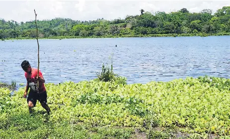  ?? FOTOS: AMÍLCAR IZAGUIRRE. ?? CONSECUENC­IA. La laguna de Jucutuma está contaminad­a porque allí se vierten las aguas negras de la ciudad.