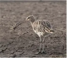  ??  ?? Curlew (with crab) by Don Davis Camera: Canon EOS-1D X Mark II Lens: 300MM Shutter Speed: 1/320 Aperture: f/6.3 ISO: 500
