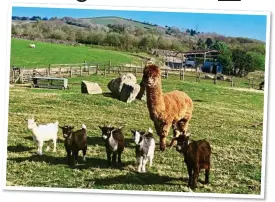  ??  ?? ANIMAL MAGIC: Pygmy goats and alpaca at Tyddyn du Farm