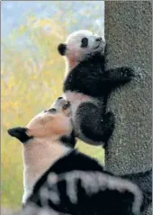  ?? PROVIDED TO CHINA DAILY ?? A female panda teaches her cub to climb a tree at a research center in Sichuan.