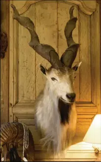  ??  ?? 6
6- Markhor de Bokhara.
Manque à cette série le markhor d’Astor que le docteur Vettier a également chassé. Et dont il conserve le trophée dans un autre endroit.