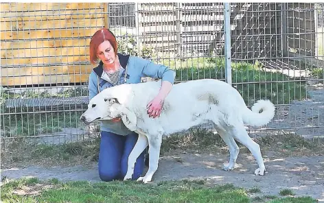  ?? FOTO: TIERHEIM ?? Die Velberter Tierheim-Leiterin Barbara Riedel mit einem ihrer Schützling­e.