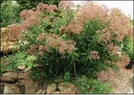  ??  ?? Joe Pye weed is a native Arkansas plant that butterflie­s and bees like. (Special to the Democrat-Gazette/Janet B. Carson)