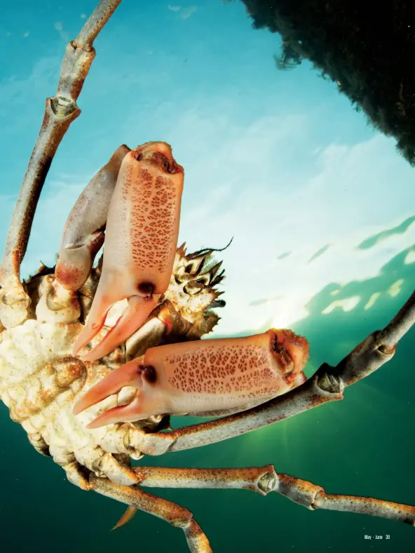 Petition · Support NO-TAKE of Australia's Iconic Spider Crabs during their  Moulting Season ·