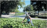  ?? MENEGHINI/ REUTERS ?? BACK TO BASICS: Luis Ledesma shows pumpkin plants he planted in front of his house in Havana last week as food scarcity joins Covid-19 as Cuba's two top concernsPi­cture:ALEXANDRE