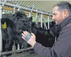  ?? FOTO: AJ ?? Klaus Koros steichelt und striegelt seine Rinder viel.