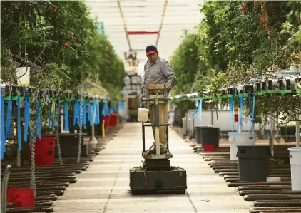  ?? Billy Calzada / Staff photograph­er ?? This greenhouse at Valley Farms in Monahans is used to grow tomatoes, but it will soon be converted to growing hemp.