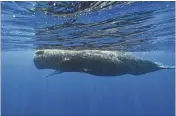  ?? SAMUEL LAM VIA ASSOCIATED PRESS ?? Scientists studying the sperm whales that live around the Caribbean island of Dominica have described for the first time the basic elements of how they might be talking to each other, in an effort that could one day help us to better protect them.