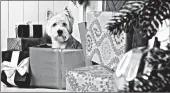  ?? DREAMSTIME ?? Giving a pet as a gift may not be a bad idea, but be sure to think it through before purchasing that pet.