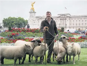  ?? Picture: TIME CLARKE ?? Shepherd Tom Davis tends to the rare flock of sheep from Green Park yesterday