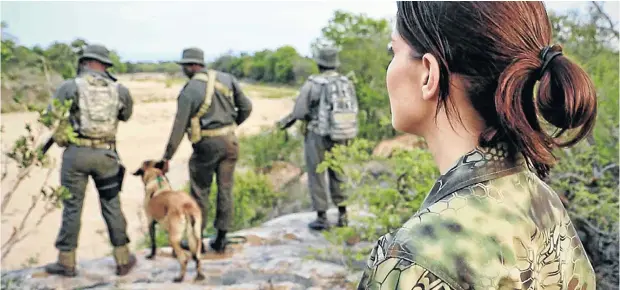  ?? Pictures: © Susan Scott ?? Rangers on patrol against rhino poachers in the Kruger National Park. As many as three rhinos a day are being slaughtere­d in SA’s game parks.