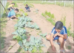  ??  ?? Los alumnos aprenden a cultivar en una huerta en la escuela Chaco’i, que el MEC proyecta cerrar.