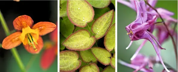  ??  ?? The coppery petals of Epimedium x warleyense, with its smaller, inner yellow petals, provide a burst of colour above its bright green leaves edged in coppery orange (above left and centre). E. grandiflor­um ‘Yubae’ (also known as ‘Roseum’) has sprays of...