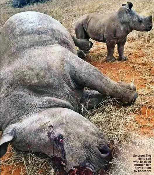  ??  ?? So cruel: The rhino calf with its dead mother, her horn cut off by poachers