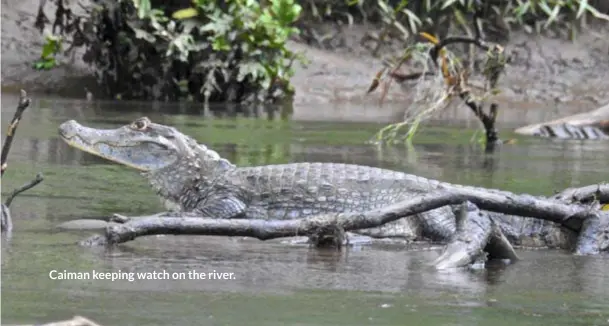  ??  ?? Caiman keeping watch on the river.