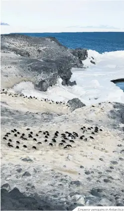  ??  ?? Emperor penguins in Antarctica.