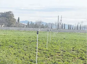  ?? ÉRICK GUERRERO ?? Buscan productore­s ganaderos hacer frente a la temporada de estiaje