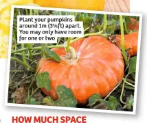  ??  ?? Plant your pumpkins around 1m (3¼ft) apart. You may only have room for one or two