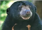  ?? PROVIDED TO CHINA DAILY ?? A sun bear.