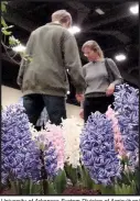  ?? University of Arkansas System Division of Agricultur­e/ MARY HIGHTOWER ?? Visitors tiptoe through a garden design exhibit during the 2017 Arkansas Flower and Garden Show. Such displays will be in the Hall of Industry and Barton Coliseum for the 2018 show.