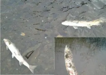  ??  ?? Dead fish at the River Owentaragl­in River, which is a tributary of the Munster Blackwater, in Kiskeam. Photo: Inland Fisheries Ireland